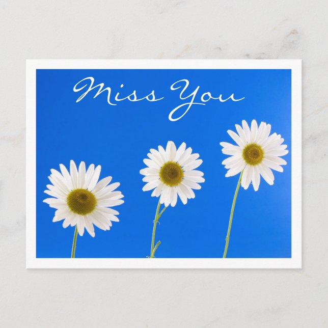 Miss You White Daisy Floral Greeting Postcard (Front)