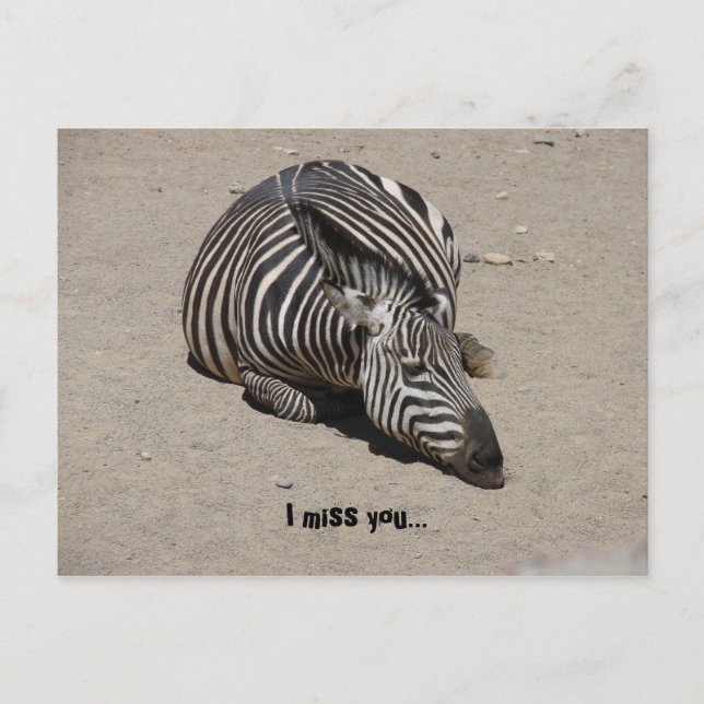 Miss You Zebra Postcard (Front)