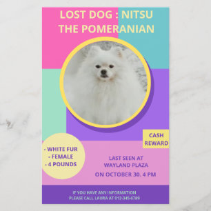 Missing Dog Modern Colourful Photo Poster Flyer