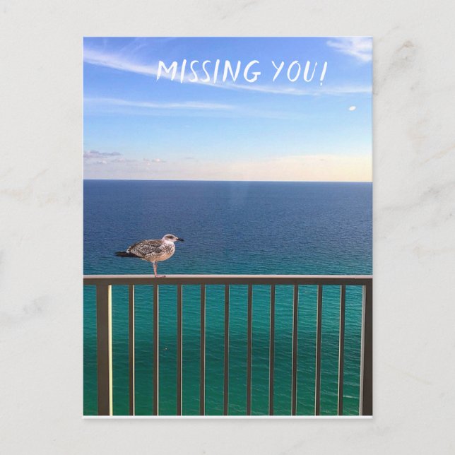 Missing you! A white-headed gull Postcard (Front)