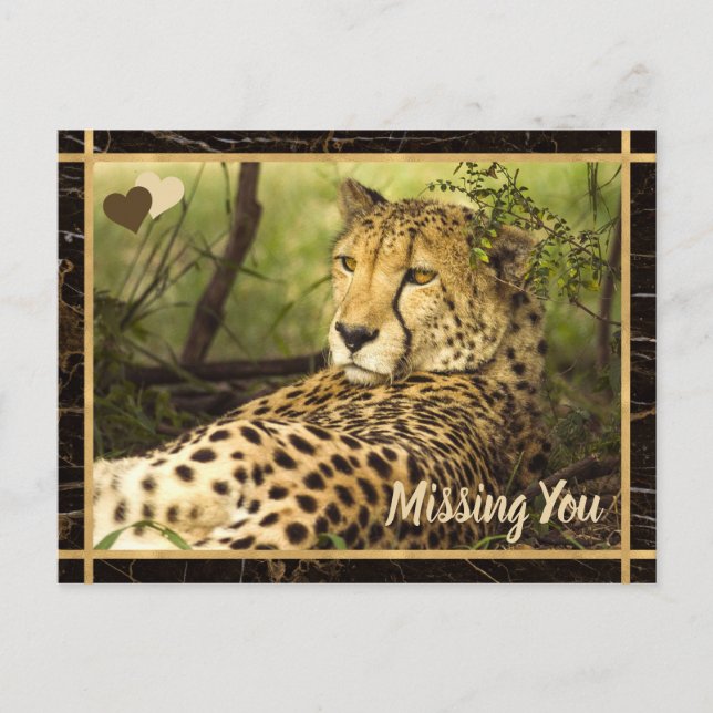 Missing You Cheetah Photo Image Postcard (Front)