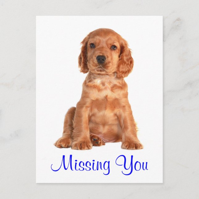 Missing You Cocker Spaniel Puppy Dog Postcard (Front)