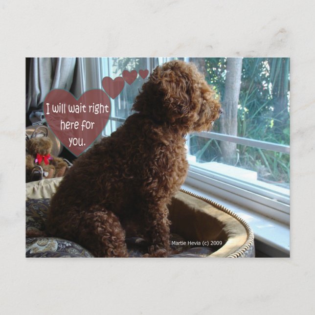 Missing You - Poodle - Postcard (Front)
