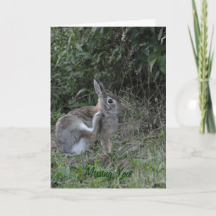 Missing You/Rabbit Card