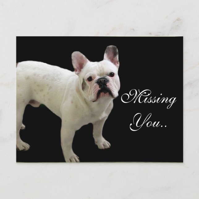MIssing You White French Bulldog postcard (Front)