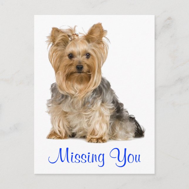 Missing You Yorkshire Terrier Puppy Dog Postcard (Front)