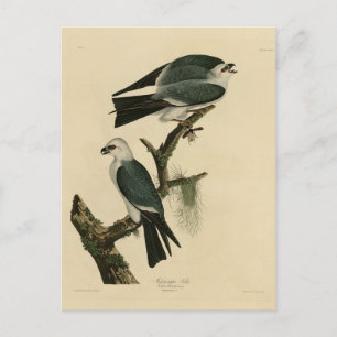Mississippi Kite from Audubon's Birds of America  Postcard