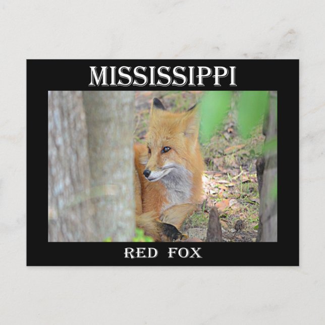 Mississippi Red Fox Postcard (Front)