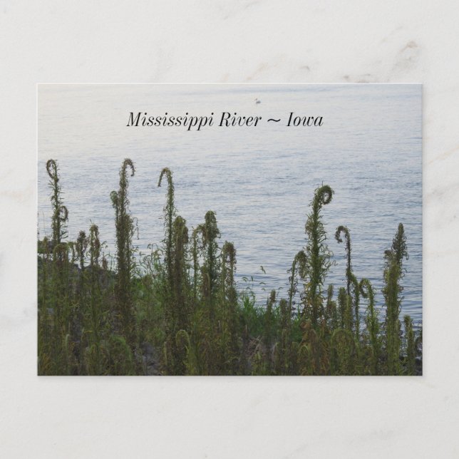 Mississippi River, in Dubuque Iowa Keepsake Postcard (Front)