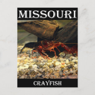 Missouri Crawfish Postcard