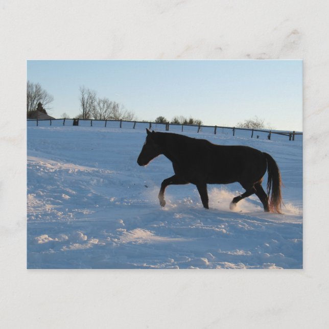 Missouri Foxtrotter at twilight Postcard (Front)