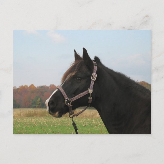 Missouri Foxtrotter Postcard (Front)