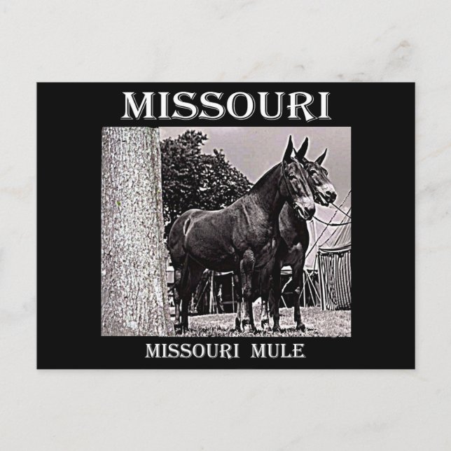 Missouri Mule Postcard (Front)