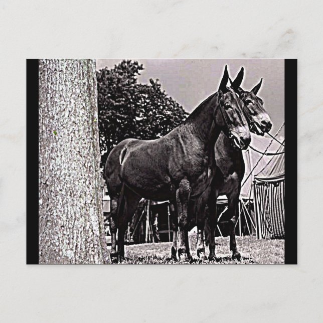 Missouri Mule Postcard (Front)