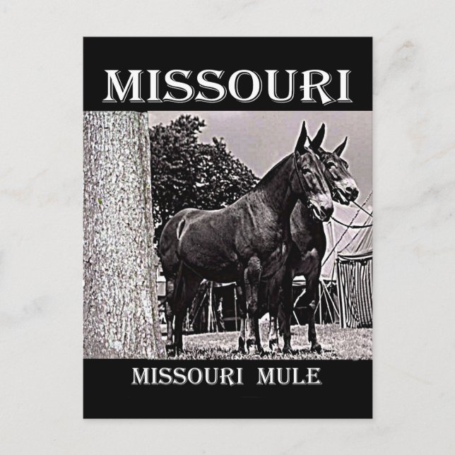 Missouri Mule Postcard (Front)