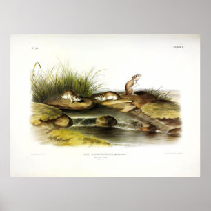 Missouri (Northern Grasshopper) Mouse by Audubon Poster