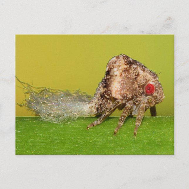 Missouri plant hopper nymph. postcard (Front)