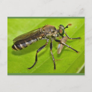 Missouri Robber fly. Postcard