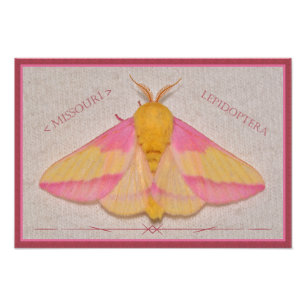 Missouri Rosy Maple Moth Deluxe. Photo Print