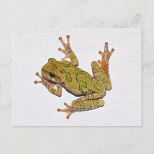 Missouri Tree Frog. Postcard