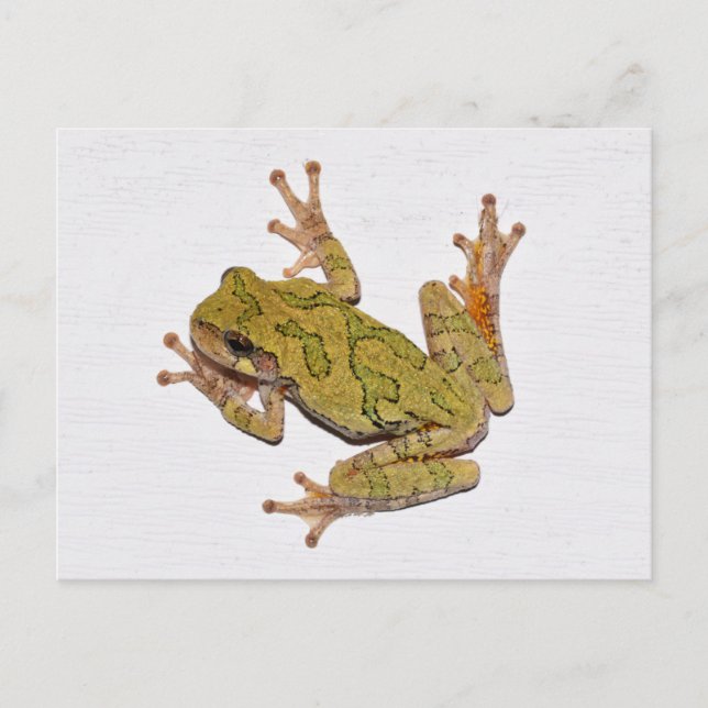 Missouri Tree Frog. Postcard (Front)