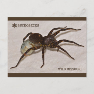 Missouri Wolf Spider With Egg Sack. Postcard