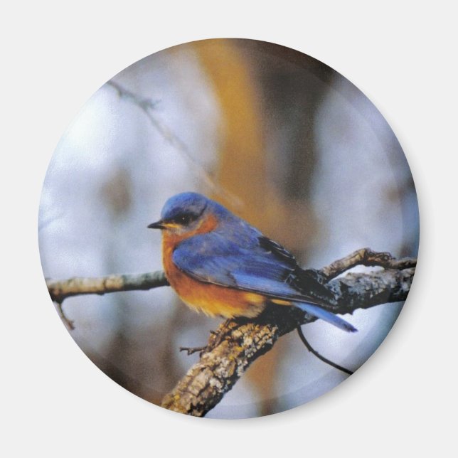 Missouris Bird Magnet (Front)