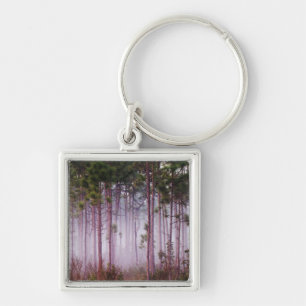 Mist among pine trees at sunrise, Everglades Key Ring