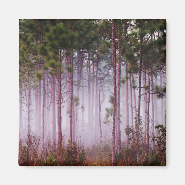 Mist among pine trees at sunrise, Everglades Magnet (Front)