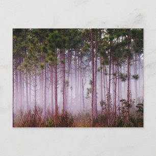 Mist among pine trees at sunrise, Everglades Postcard