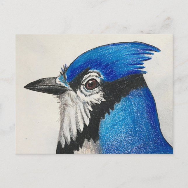 Mister Blue Jay Watercolor Bird Art Postcard (Front)