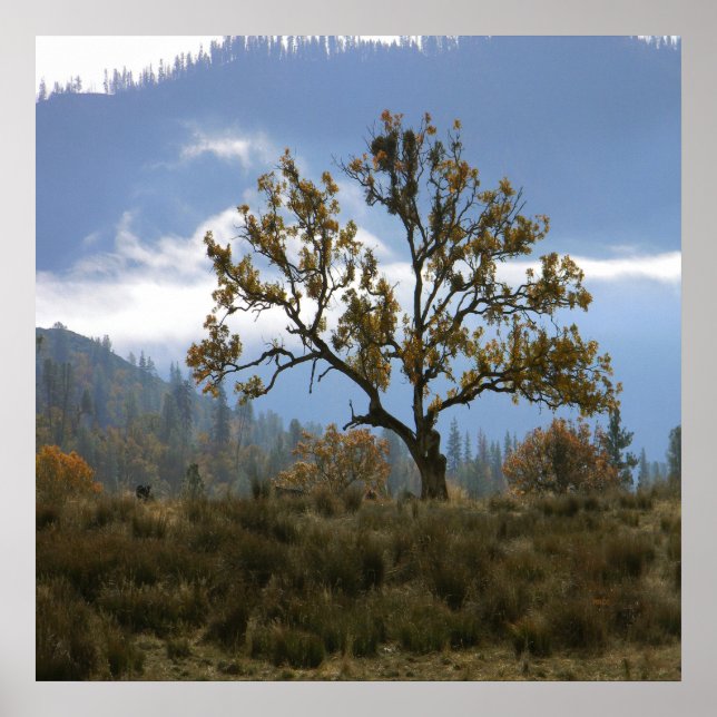 Misting  fog in the valley... poster (Front)