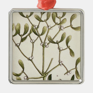 Mistletoe from 'A Curious Herbal', 1782 Metal Tree Decoration