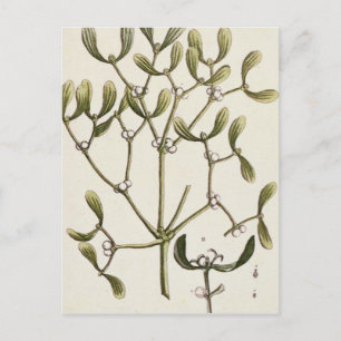 Mistletoe from 'A Curious Herbal', 1782 Postcard