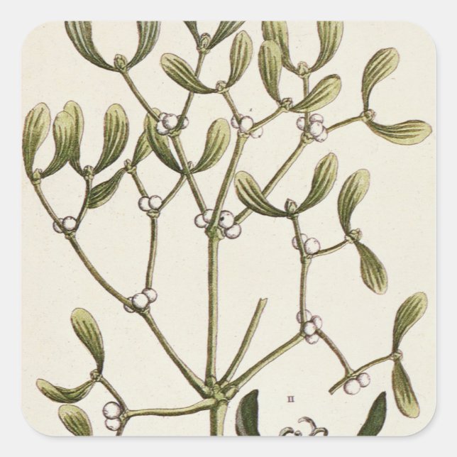 Mistletoe from 'A Curious Herbal', 1782 Square Sticker (Front)