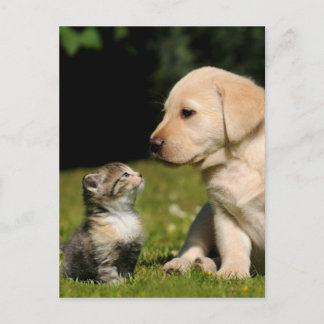 misty and sassy postcard