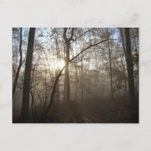 Misty Autumn Morning in the Forest #1 Postcard