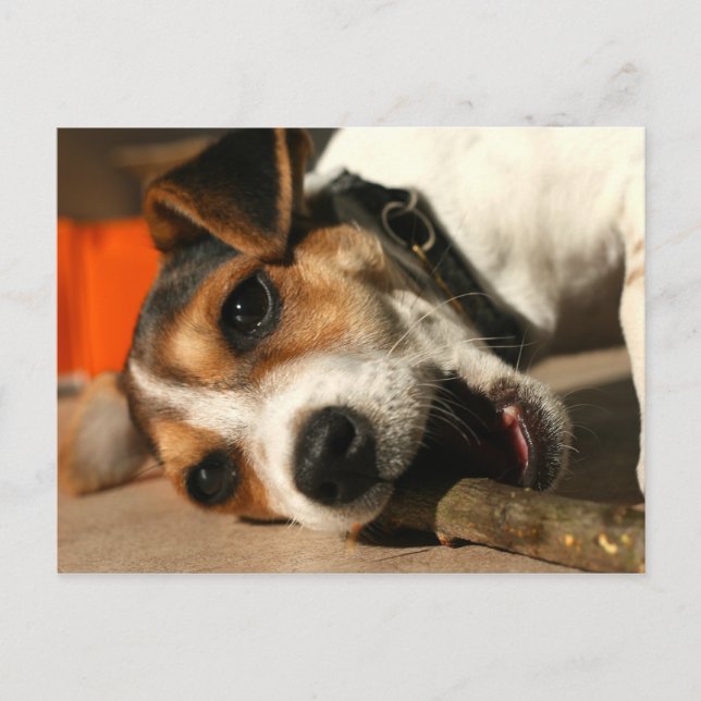 Misty - Chewing Stick Postcard (Front)