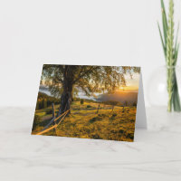 Misty Dawn in a Forest