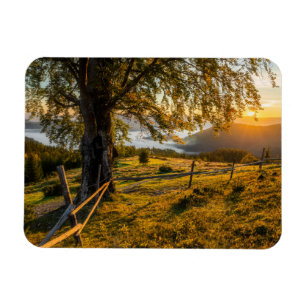 Misty Dawn in a Forest Magnet