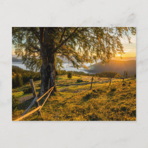 Misty Dawn in a Forest Postcard