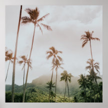 Misty Morning Palms in Oahu, Hawaii