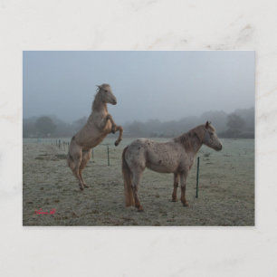 Misty morning postcard