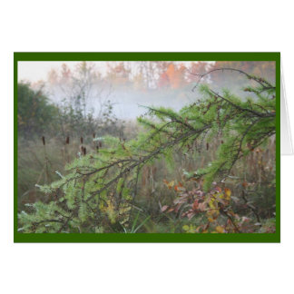 misty pine