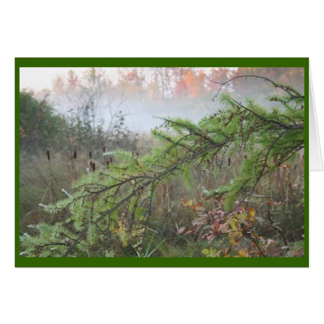 misty pine (Front Horizontal)