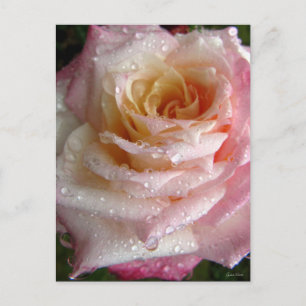 Misty Rose Postcard