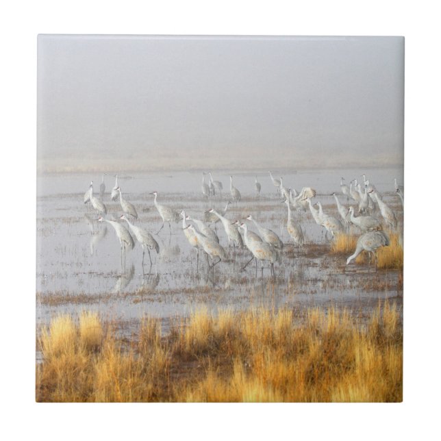 Misty Sandhill Cranes Tile (Front)