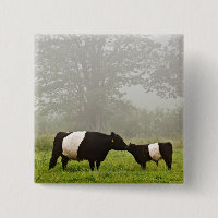 Misty scene of belted galloway cow mothering her
