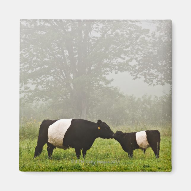 Misty scene of belted galloway cow mothering her magnet (Front)