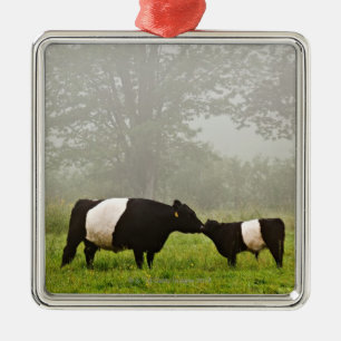 Misty scene of belted galloway cow mothering her metal tree decoration